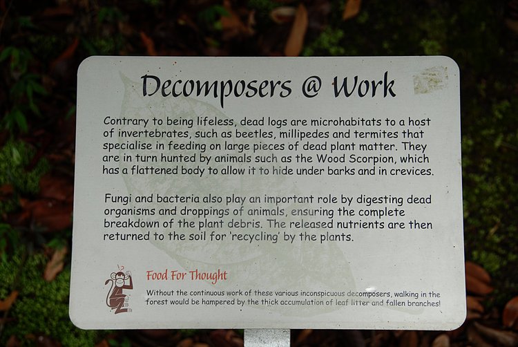 Discursive essay sample picture