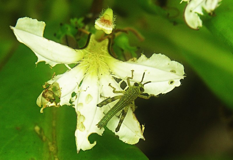 feb_17_1281_grasshopper.jpg