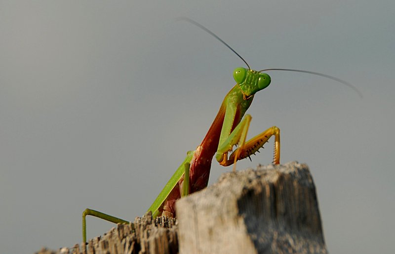 feb_18_1573_mantis_top.jpg