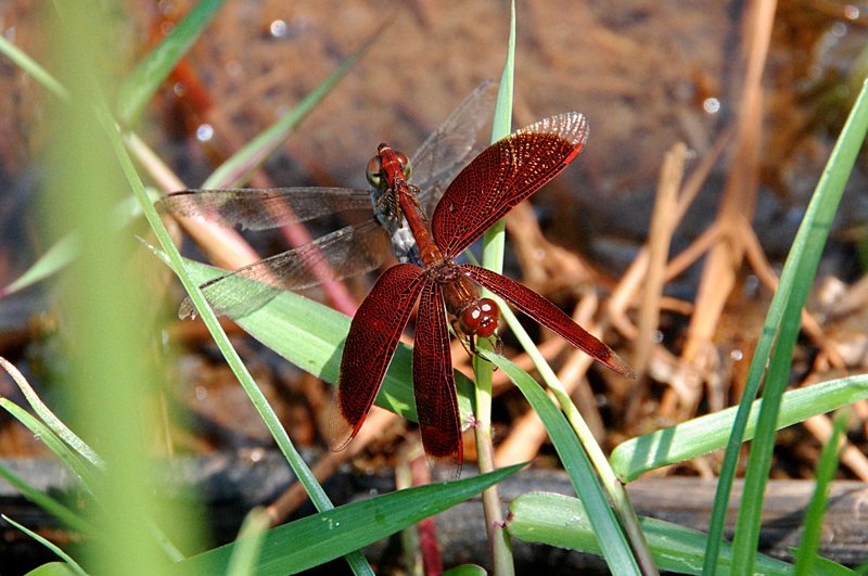 feb_18_1921_mating.jpg