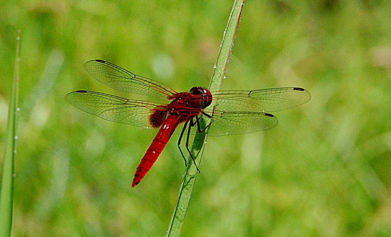 feb_18_1999_dfly_top.jpg