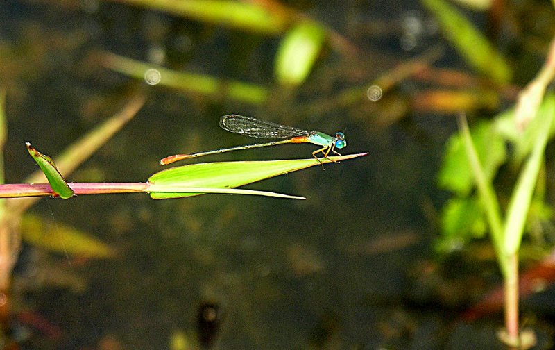 feb_19_1359_aqua_damselfly.jpg