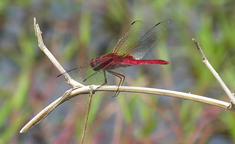 feb_19_1396_red_dfly.jpg