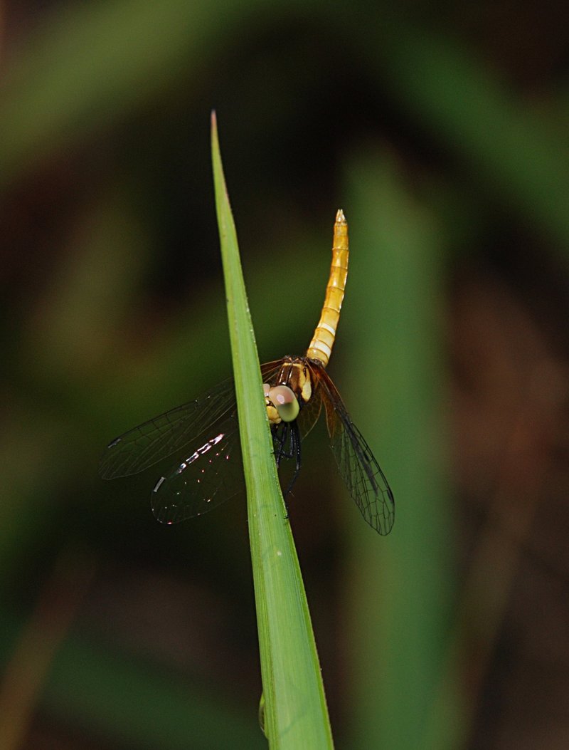 feb_19_2762_tiger_dfly.jpg