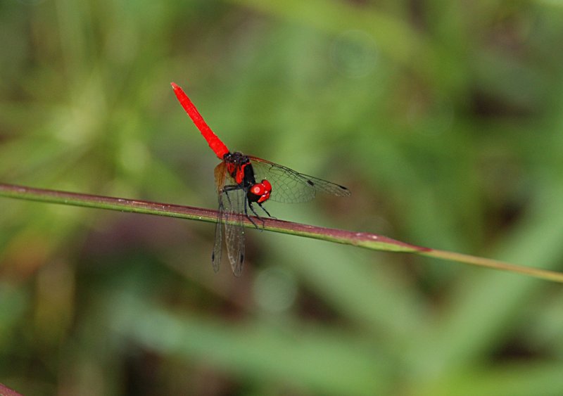 feb_19_2804_red_dfly.jpg
