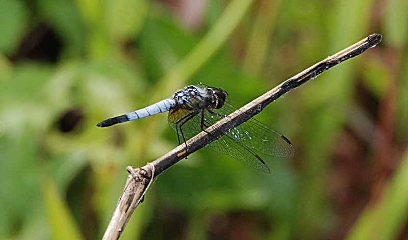 feb_19_2913_blue_dfly.jpg