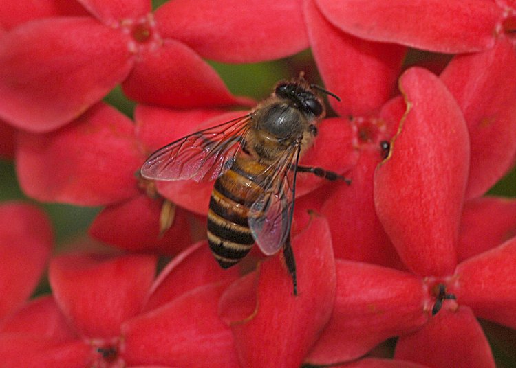 jan_13_3847_bee.jpg