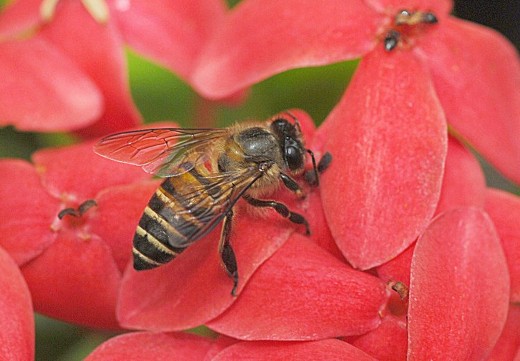 jan_13_3852_bee.jpg