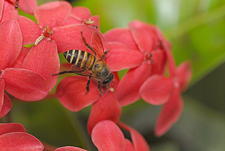 jan_13_3854_bee.jpg