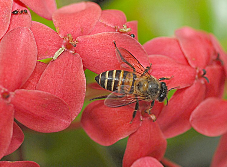 jan_13_3856_bee_ant.jpg