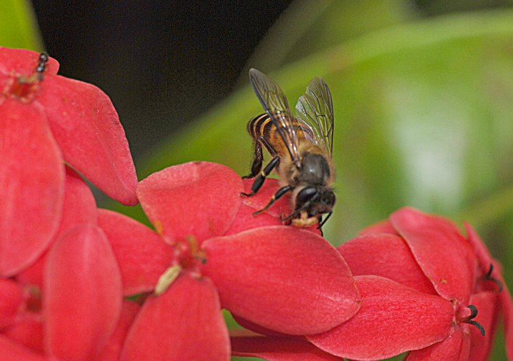 jan_13_3858_bee.jpg