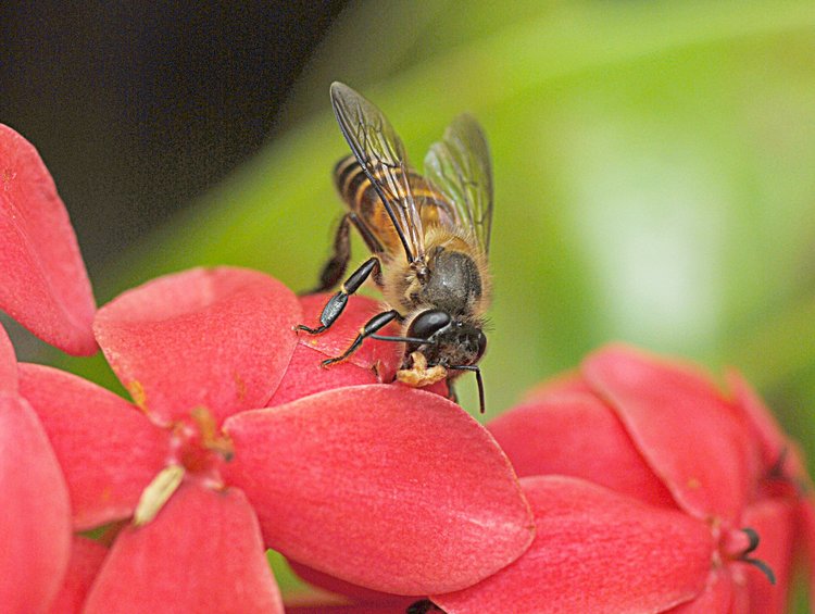 jan_13_3860_bee_head.jpg