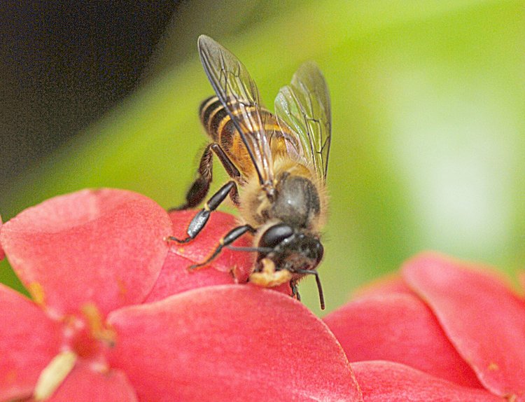 jan_13_3861_bee_head.jpg