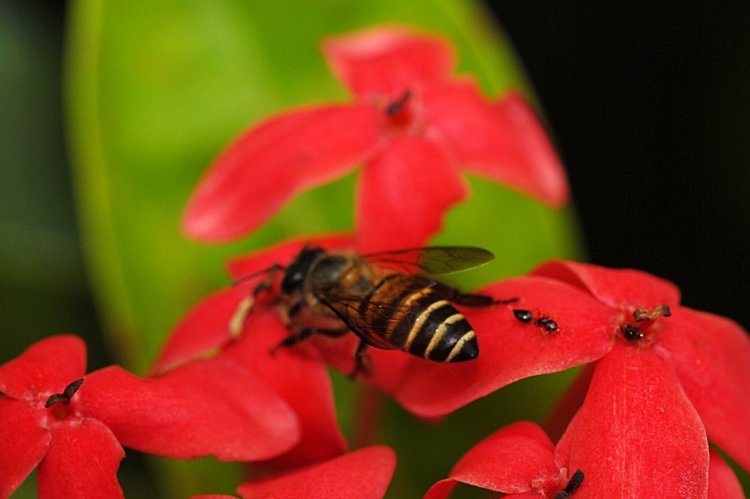 jan_13_3867_bee_ant.jpg