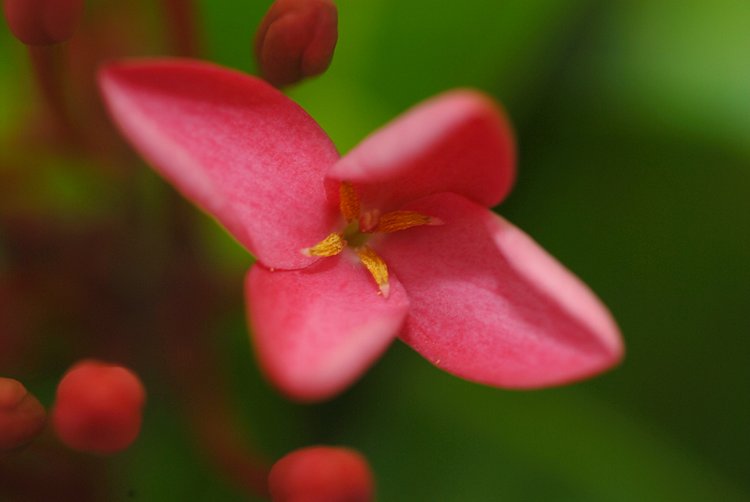 jan_13_3876_pink_flower.jpg