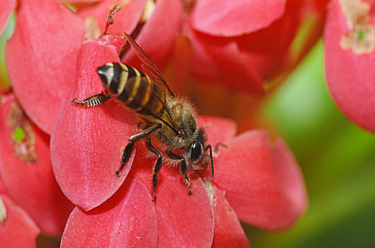 jan_13_3885_bee_all.jpg