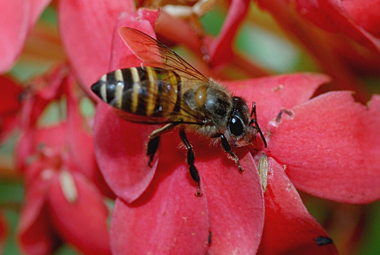 jan_13_3894_bee_all.jpg