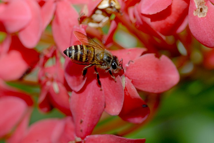 jan_13_3896_bee.jpg