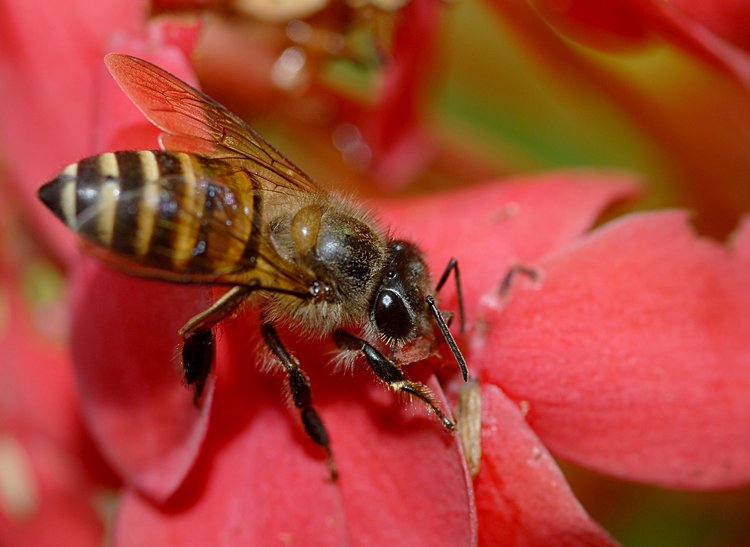 jan_13_3903_bee_all.jpg