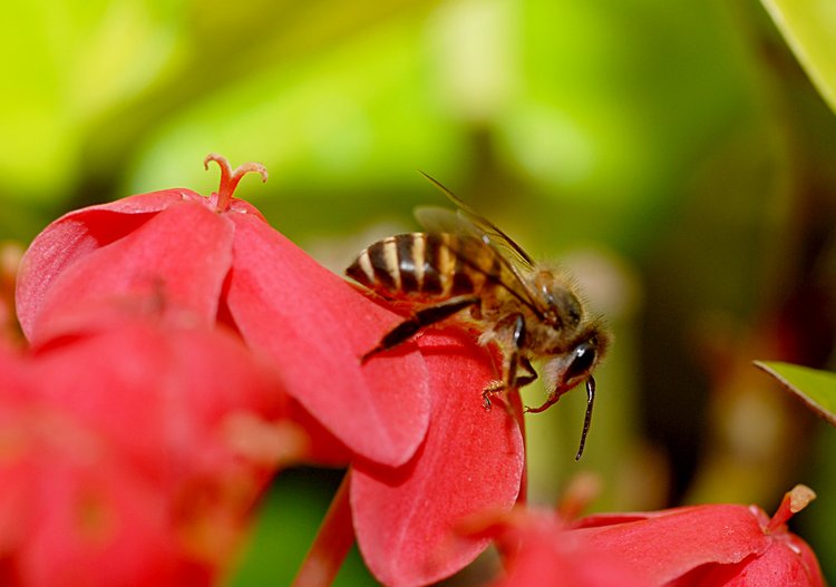 jan_13_3906_bee_side.jpg
