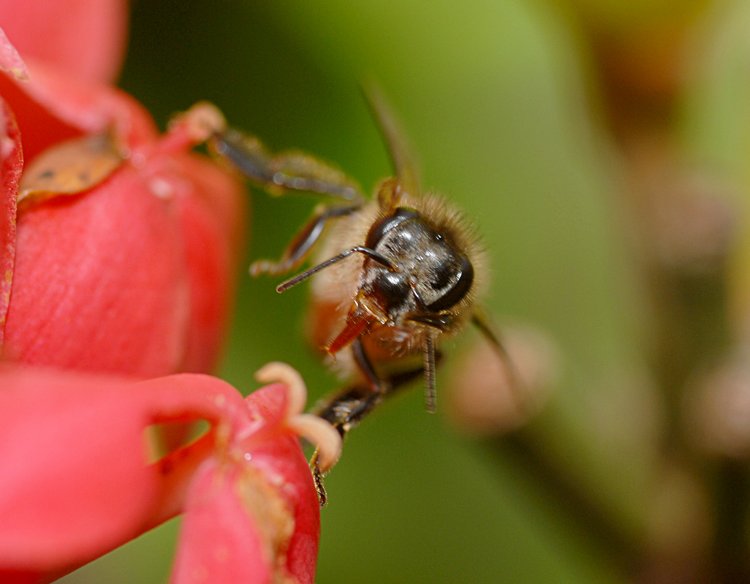 jan_13_3911_bee_face.jpg
