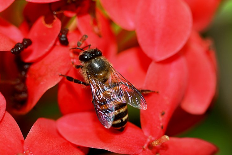 jan_13_3924_bee_dorsal.jpg