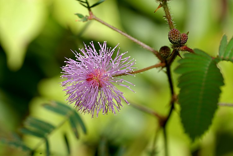 jan_13_3968_purple.jpg