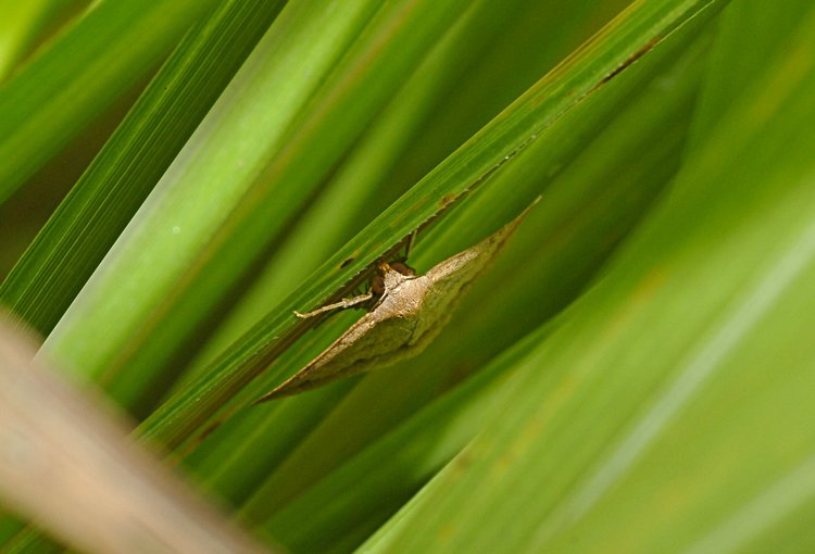 jan_13_4001_butterfly_grass.jpg