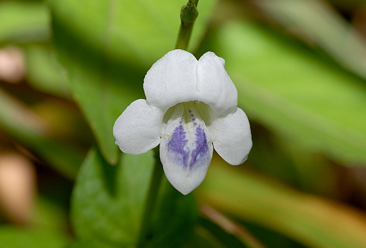 jan_13_4011_flower.jpg