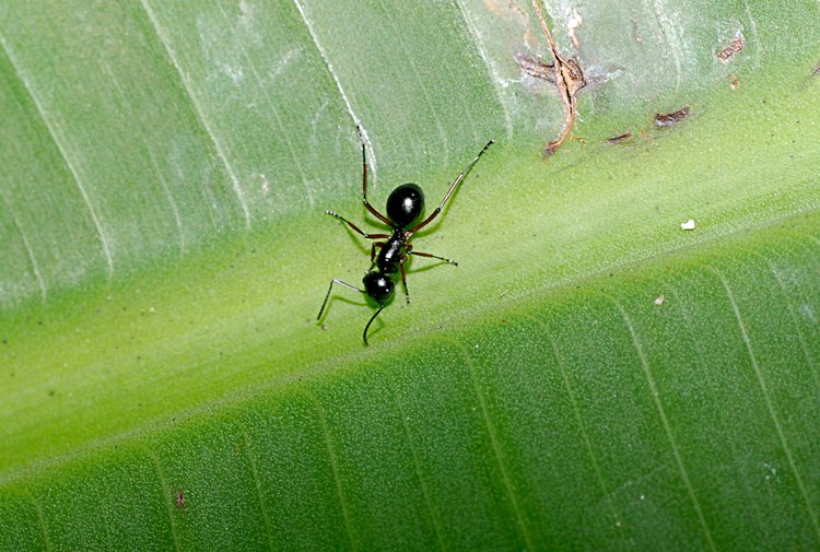 jan_13_4049_ant.jpg