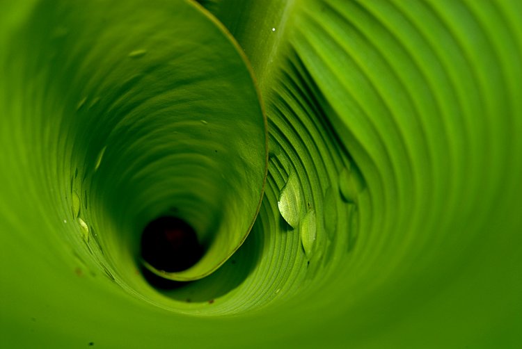 jan_13_4052_inside_banana_leaf.jpg