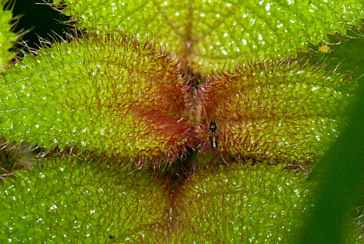 jan_13_4056_red_ant.jpg