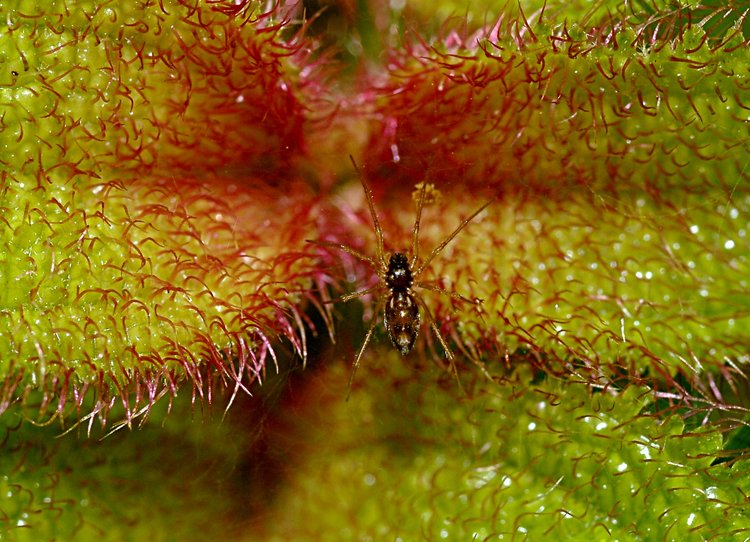 jan_13_4060_spider_plant.jpg