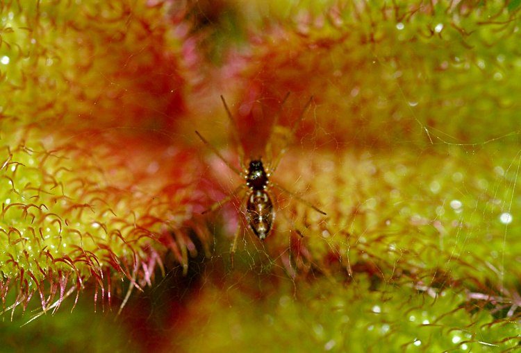 jan_13_4077_spider_plant.jpg