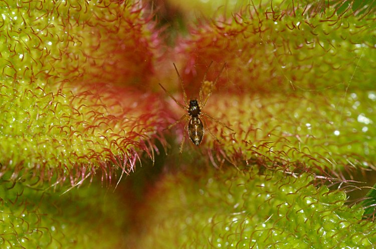 jan_13_4086_spider_plant.jpg