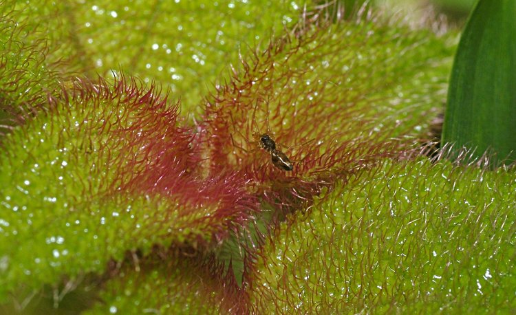 jan_13_4090_spider_plant.jpg