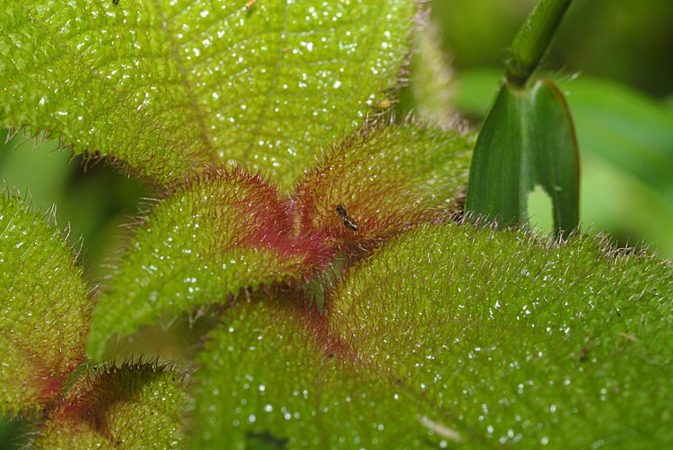 jan_13_4090_spider_plant_full.jpg