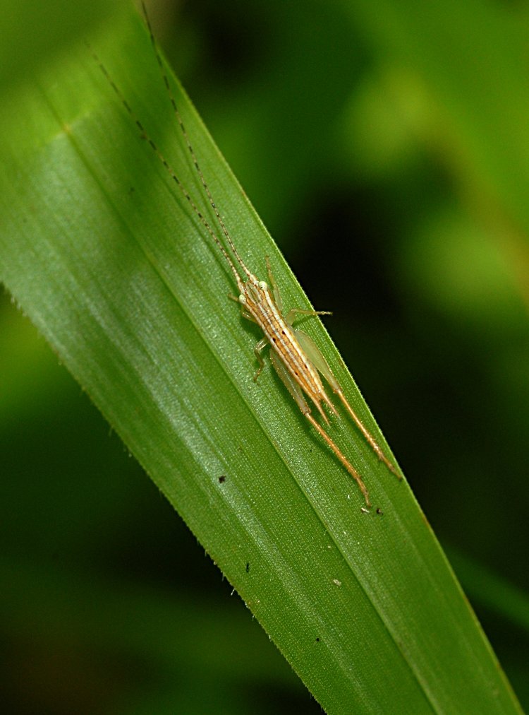 jan_13_4137_grasshopper.jpg