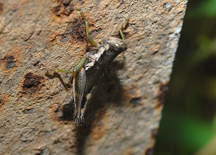 jan_13_4169_brown_grasshopper.jpg