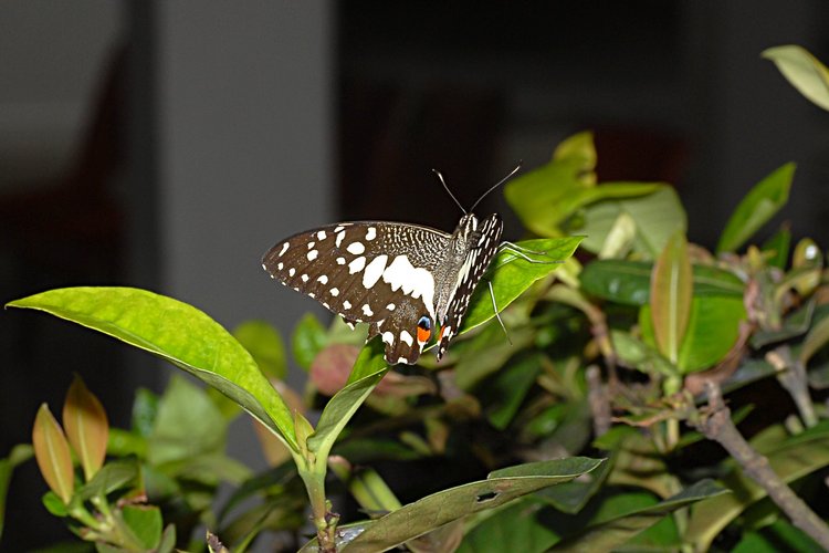 jan_13_4189_butterfly.jpg