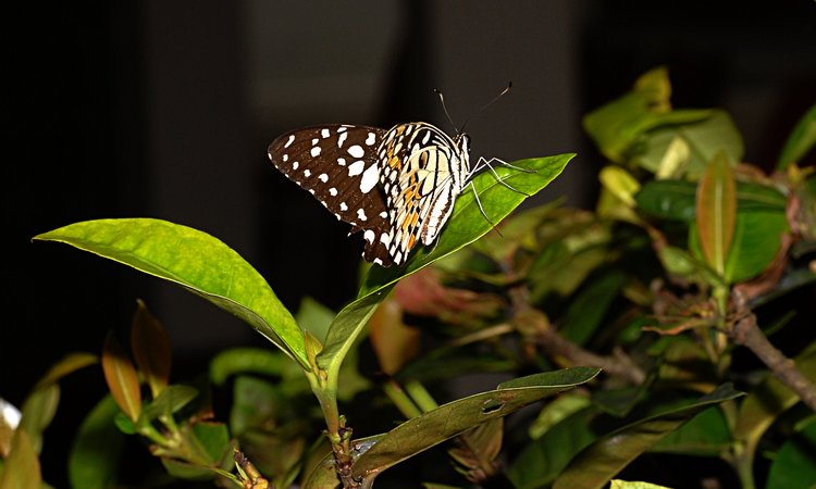 jan_13_4197_butterfly.jpg