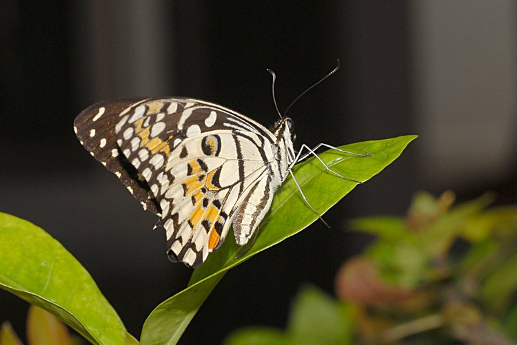 jan_13_4206_butterfly.jpg