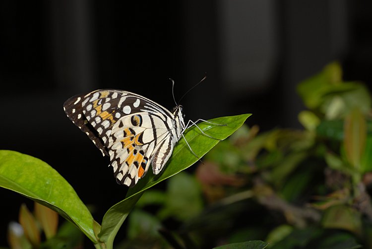 jan_13_4210_butterfly.jpg