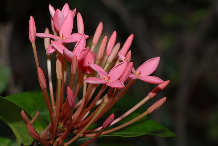 jan_13_4224_pink_flower.jpg