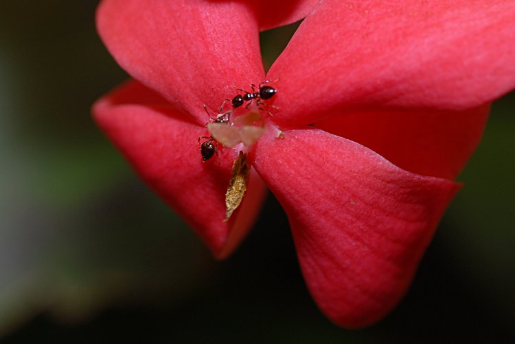 jan_13_4236_two_ants.jpg