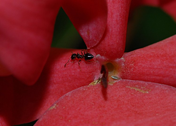 jan_13_4258_ant.jpg