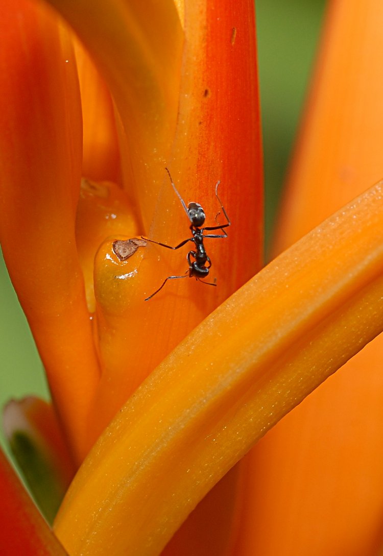 jan_13_4265_ant_orange.jpg